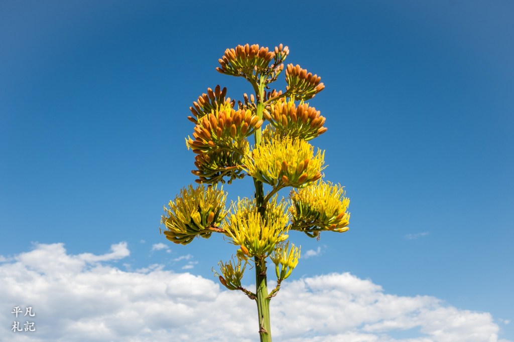 Agave flowers in bloom. The sky is blue with some clouds in the background.