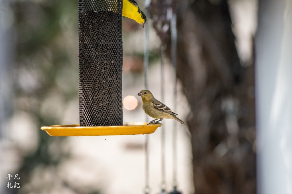 Backyard Goldfinches