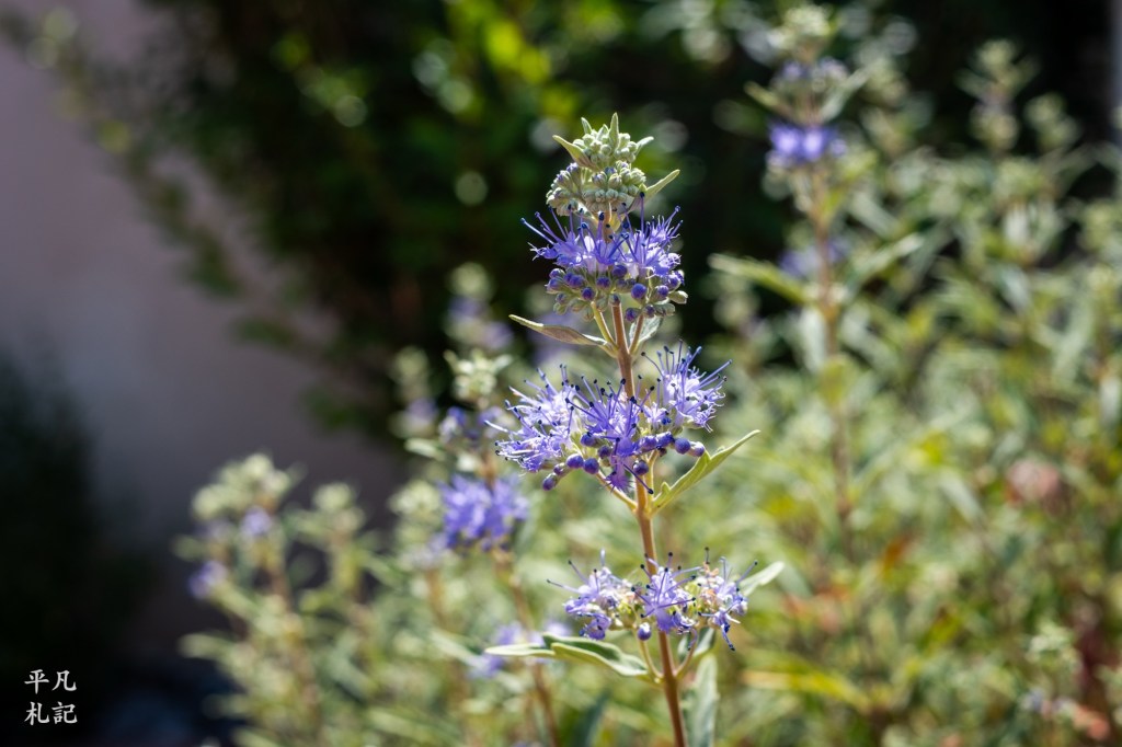 Magnificent Small Wonders
